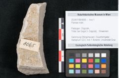 Foto (Objekt + Etikett) von Plantae indet.  (NHMW-GEO-2024-0188-8065)